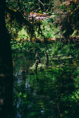 Olympic National Park