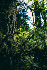 sun shining through the trees, Olympic National Park