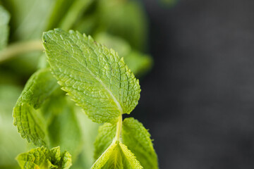 Fototapeta na wymiar Mint leaf. Fresh mint on dark background. Mint leaves isolated. Full depth of field.