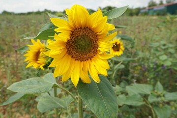 Naklejka premium Sonnenblume auf Feld vor Himmel im Sommer