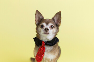 Employee of the month Dobby the tan and white chihuahua dog sits alert wearing red tie for adorable pet portraits solid yellow background