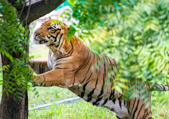 Fototapeta na wymiar A Tiger Climbing a tree