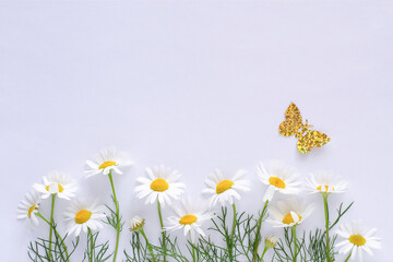 Beautiful flowers composition. Daisies on white background. Flat lay, top view