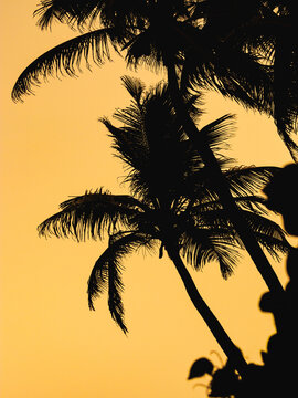 Sea palms Silhouette golden hour sunset
