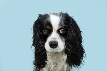 Cute and shy cavalier charles king dog looking with sweet eyes. Isolated on blue pastel background