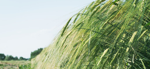 Green ears of wheat