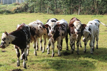 vaches, veaux et taureaux
