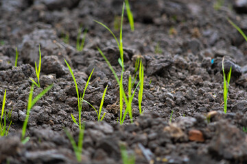 Grass in soil