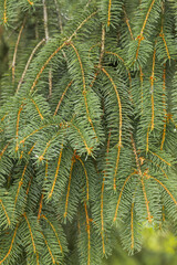 Branches of a coniferous tree. Spruce. Photo of nature.