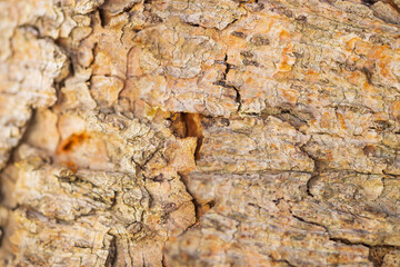 Close up tree bark texture as a wooden background