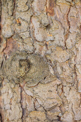 Close up tree bark texture as a wooden background