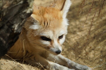 Fennec fox