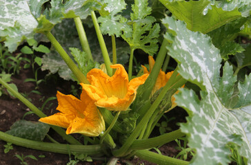 Courgette or zuchini (Cucurbita pepo) flowers in bloom on plant.