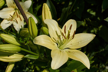 Lily (lat. Lilium) - the genus of plants of the family of Lily (Liliaceae). Lily blooms in the garden.