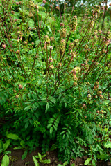 Salad Burnet Sanguisorba minor