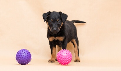little puppy and ball in the studio