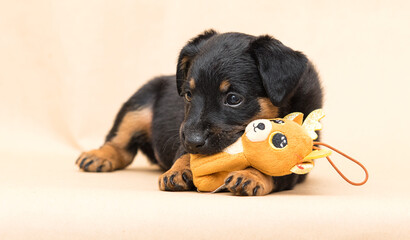 cute puppy nibbles toy in the studio