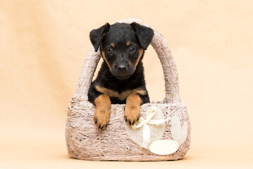 puppy in a basket looking