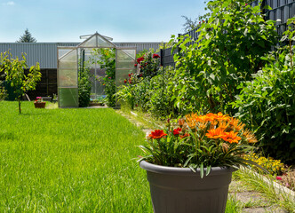 Greenhouse with tomatoes, cucumbers and zinnia flowers in a beautiful garden on bright green grass. In the foreground is a pot of Gazania flowers. Rose bushes and other plants. Gardening concept. - obrazy, fototapety, plakaty