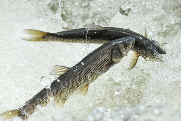 Fish in the river. Animals and wildlife