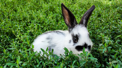 A small rabbit is sitting in the grass. - 517054811