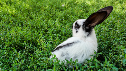 A small rabbit is sitting in the grass.