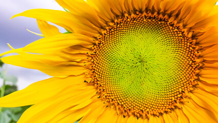 Yellow sunflower close up. Harvest.