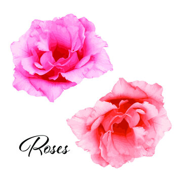 Two Pink Beauty Roses On A White Background