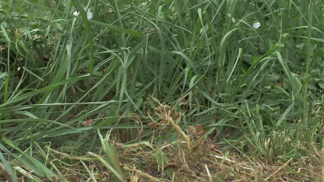 Cutting Grass Weed Using a Scythe in Slow Motion