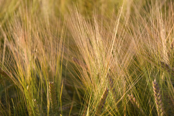 Golden wheat field in the golden hour sun