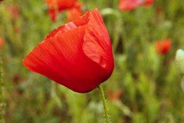 Fototapeta premium Rote Mohnblüte
