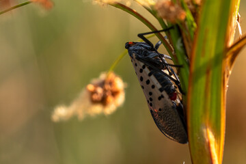 Adult stage (July-December) of spotted lanternfly (Lycorma delicatula) in Bucks County, Pennsylvania