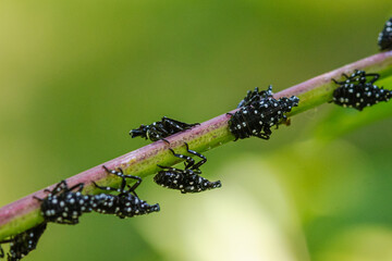 3rd-instar stage (June-July) of spotted lanternfly (Lycorma delicatula) in Bucks County,...