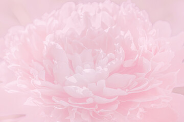 abstract floral pink wallpaper, blurred petals of blooming peony