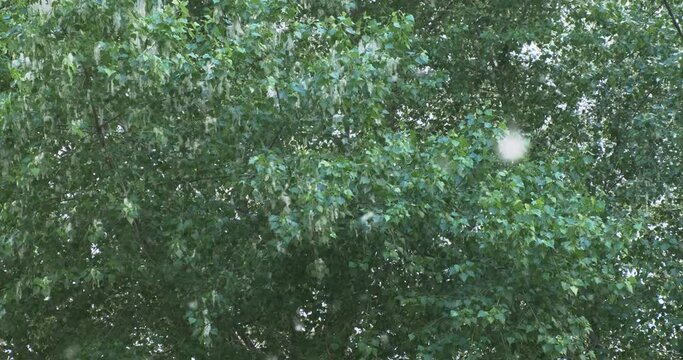 Poplar fluff falling from tree closeup. White fluff flies on green poplar leaves background. Spring natural fluffy allergen. Blooming, flies poplar fluff seeds in summer nature. 4k cotton wood footage