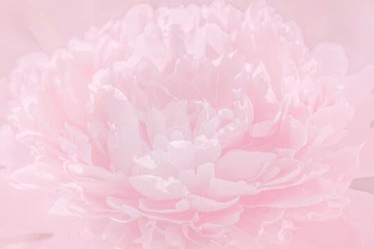 abstract floral pink wallpaper, blurred petals of blooming peony