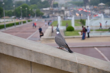 Obraz premium Paris - Taube