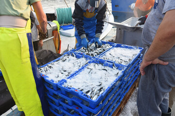 fish unloading in the port of La Escala, Costa Brava, Girona province, Catalonia, Spain