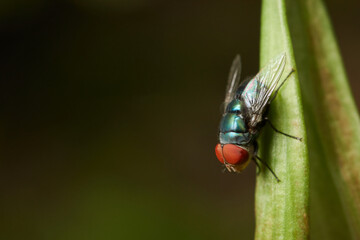Close up of fly, macro photography of a domestic common house fly. Can be used to represent a disease carrier, an insecticide or decomposition of food	