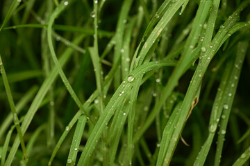 Fototapeta na wymiar grass with dew drops, close up