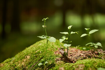 growing sprout close up in the nature forest, can be used to represent gardening, spiritual calm or organic farming