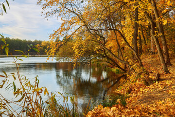 autumn landscape with yellow trees over the river and reflection of trees in the water on a sunny day. Golden autumn