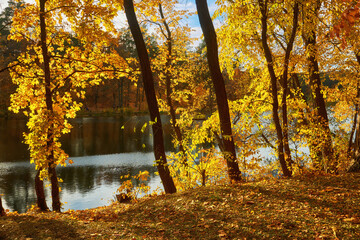 landscape of golden autumn forest edge with birches and water beautiful reflection of trees