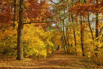 Autumn forest bridge way in scenery woods