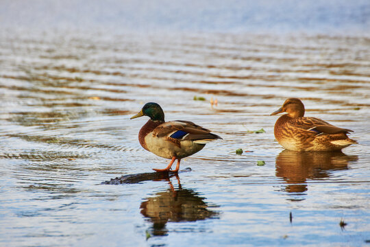 Male and female mallard duck swimming on a pond with green water
