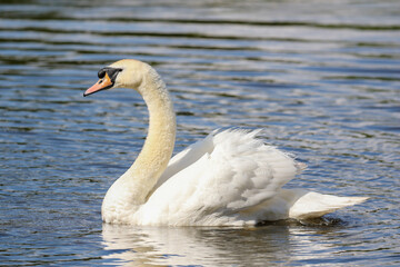 Mute Swan, United Kingdom