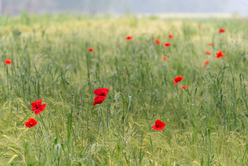 Poppies 2