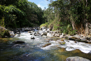 river stream between trees