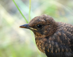 Portrait from a young common blackbird or Turdus merula. The background is blurred.