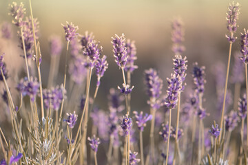 Sonniger Juli Tag, Lavendel, Abendsonne